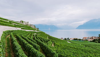 Rows of vines on terraced slopes overlooking a lake and mountains.